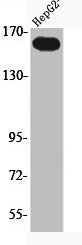 Phospho-KDR (Y1214) Antibody