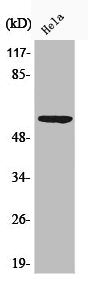 Phospho-G3BP1 (S232) Antibody
