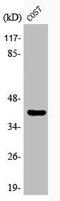 Phospho-GATA1 (S310) Antibody