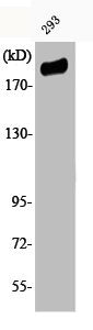 Phospho-IRS1 (S307) Antibody