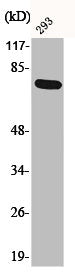 Phospho-LIMK1 (T508) Antibody