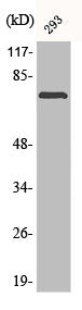 Phospho-LIMK2 (T505) Antibody
