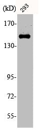 Phospho-MET (Y1349) Antibody