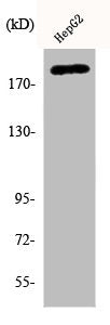 Phospho-ERBB2 (Y1221/Y1222) Antibody