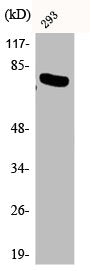 Phospho-RELA (T254) Antibody