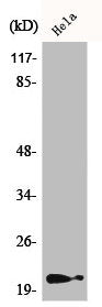 Phospho-CDKN1A (T145) Antibody