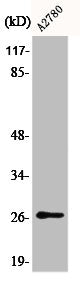 Phospho-CDKN1B (S10) Antibody