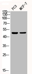 Phospho-MAPK14 (Y182) Antibody