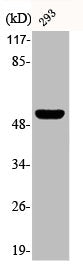 Phospho-TP53 (S315) Antibody