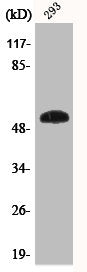 Phospho-TP53 (S46) Antibody