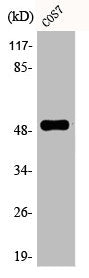 Phospho-TP53 (S6) Antibody