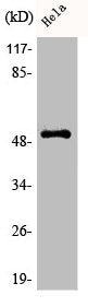 Phospho-PTEN (S370) Antibody