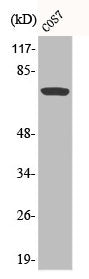 Phospho-RAF1 (S259) Antibody