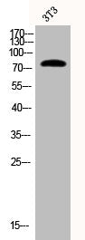 Phospho-SYN1 (S9) Antibody