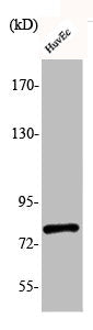Phospho-MAPT (S235) Antibody