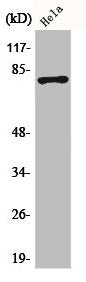 Phospho-MAPT (S404) Antibody