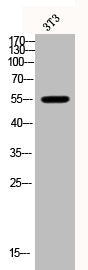Phospho-HDAC2 (S394) Antibody