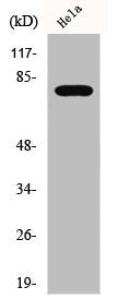 Phospho-BTK (Y223) Antibody