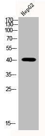 Phospho-MAPK14 (T180/Y182) Antibody