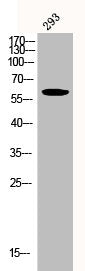 Phospho-AKT1 (Y326) Antibody