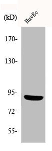 Phospho-RPS6KA5 (S376) Antibody