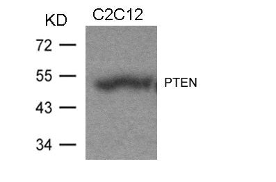 PTEN (Ab-370) Antibody