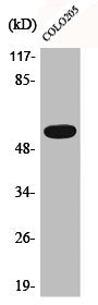 Phospho-AKT1/AKT2/AKT3 (T308) Antibody