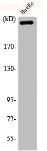 Phospho-FLNA (S2152) Antibody