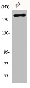 Phospho-WNK1 (T60) Antibody