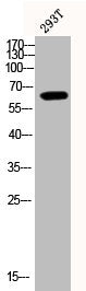 Phospho-AKT1 (Y474) Antibody