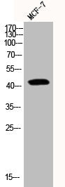 Phospho-YAP1 (S127) Antibody