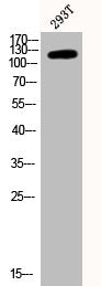 Phospho-PTK2 (Y397) Antibody