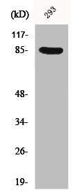 Phospho-CTTN (Y466) Antibody