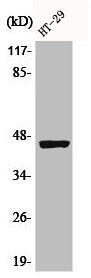 Phospho-KRT18 (S33) Antibody