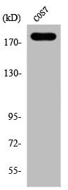 Phospho-ERBB2 (Y1221/Y1222) Antibody