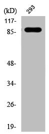Phospho-IGF1R/INSR (Y1161) Antibody