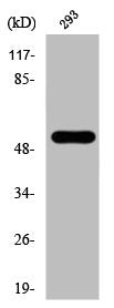 Phospho-MAP3K8 (T290) Antibody