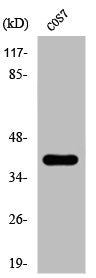 Phospho-CRKL (Y207) Antibody