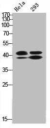 Phospho-MAPK3/MAPK1 (T202/Y204) Antibody