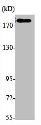 Phospho-FLT1 (Y1213) Antibody