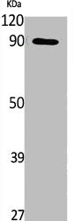 Phospho-MAP3K11 (S674) Antibody