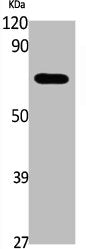 Phospho-EPOR (Y426) Antibody
