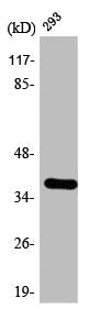 HSD17B11 Antibody