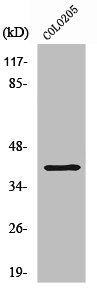 ABHD6 Antibody