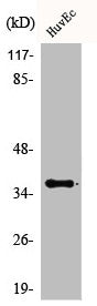 ACOT8 Antibody
