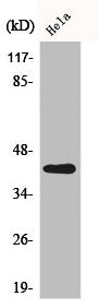 ACTB Antibody