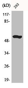 ACVR1B Antibody
