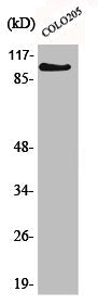 MLLT10 Antibody