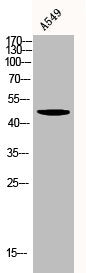 AKT1/AKT2/AKT3 Antibody
