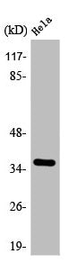 ANXA10 Antibody